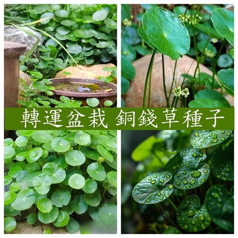 水耕銅錢草|銅錢草土耕轉水耕